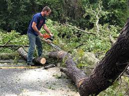 Best Emergency Tree Removal  in Wanaque, NJ